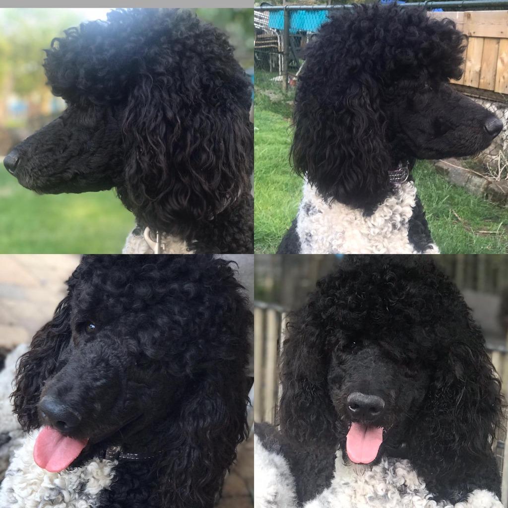 Koningspoedel dekreu, Reu, Parvo, Eén hond, 3 tot 5 jaar