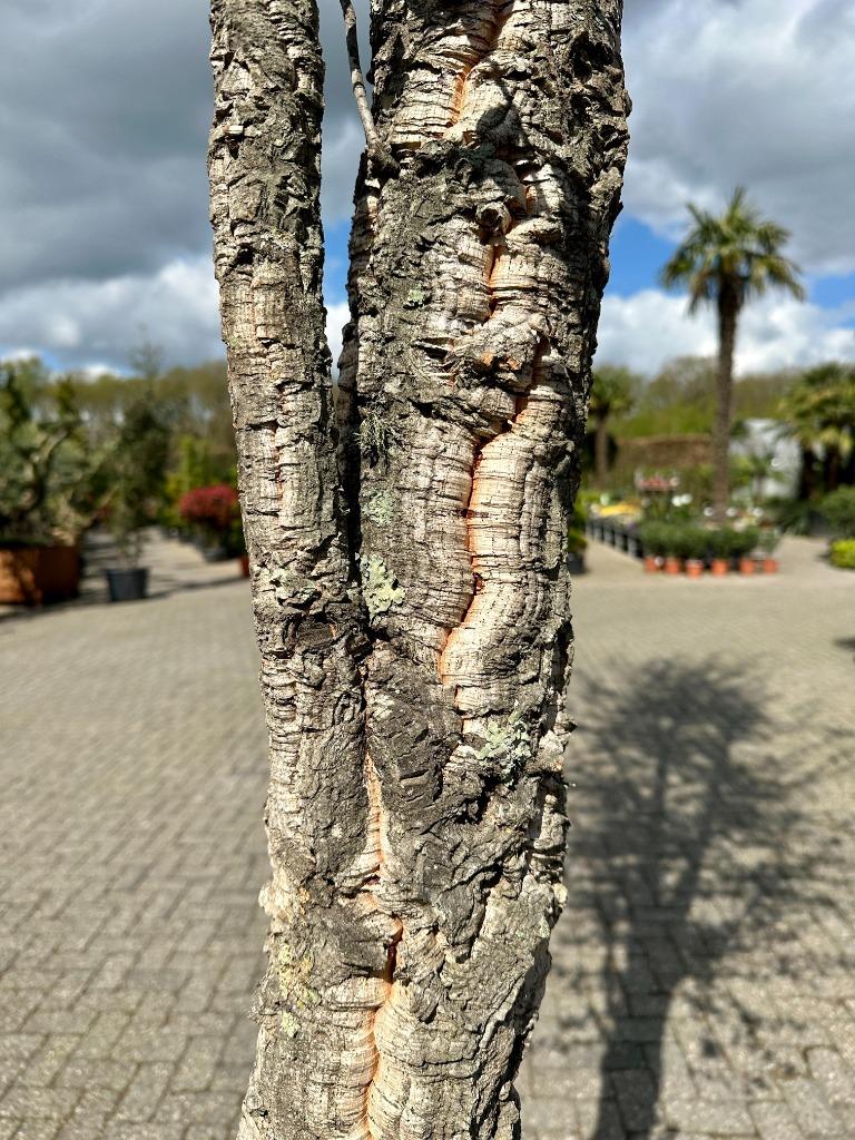 Grote kurkeik- kurkeiken ( Quercus suber) 400-500 cm te koop, Overige soorten, Lente, 400 cm of meer, Ophalen