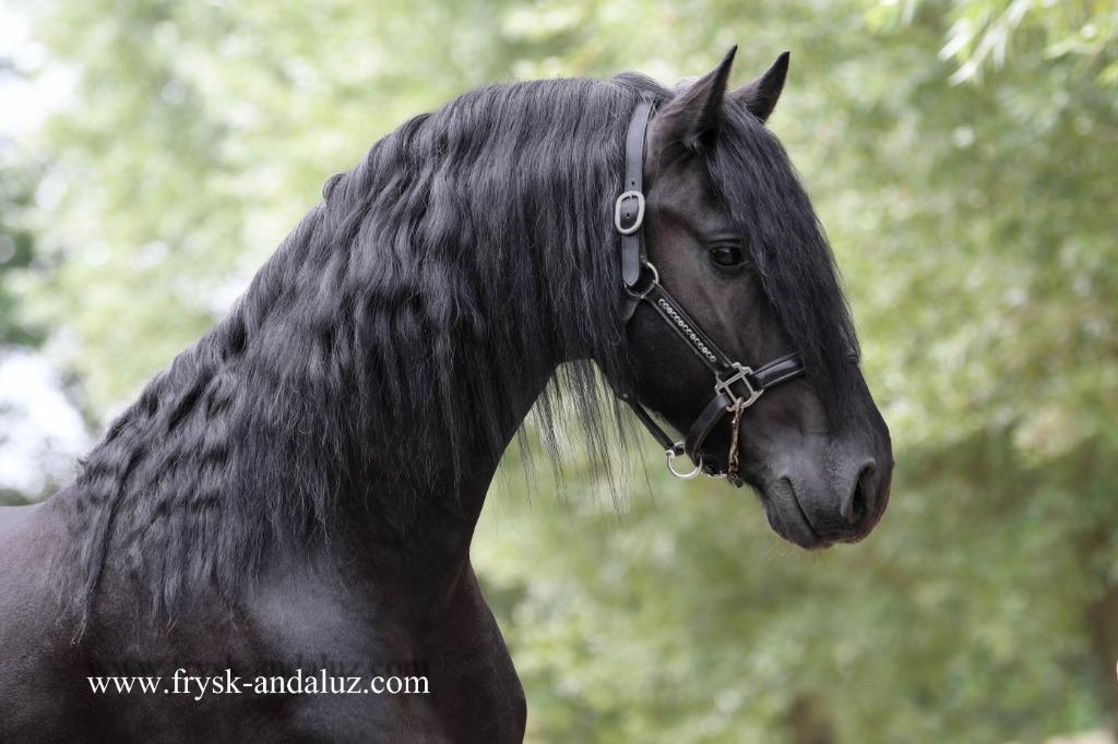 Friese paarden, Dieren en Toebehoren, Met stamboom, Niet van toepassing, Dressuurpaard, 3 tot 6 jaar