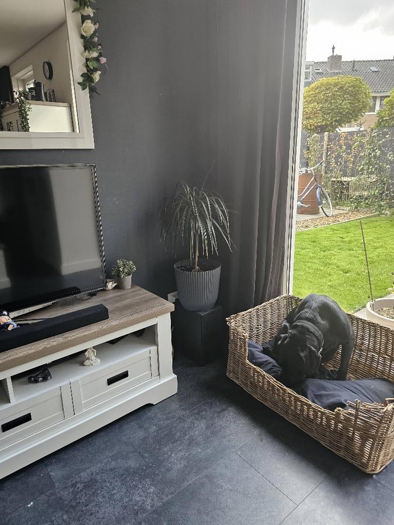 Bulldog kruising bullmastiff, Overige rassen, 1 tot 2 jaar, Teef, Eén hond
