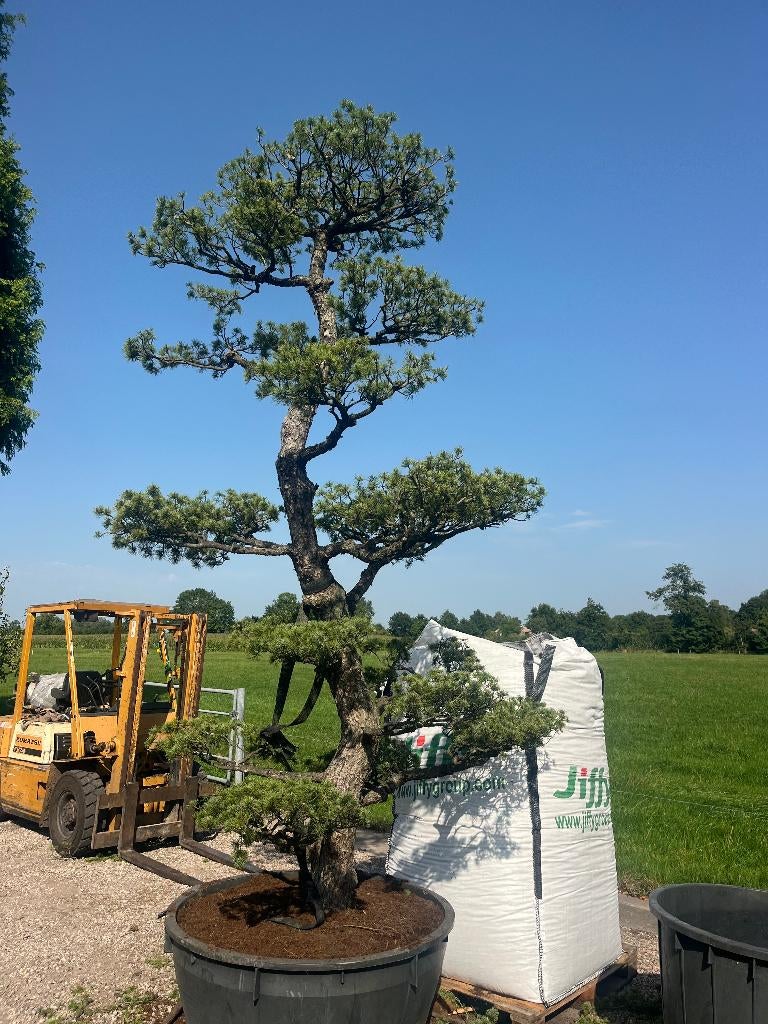 Bonsai, PINUS PENTAPHYLLA +/- 80 jaar oud  € 3850,=, Tuin en Terras, Planten | Bomen, Ophalen, Bloeit niet, Halfschaduw, Overige soorten