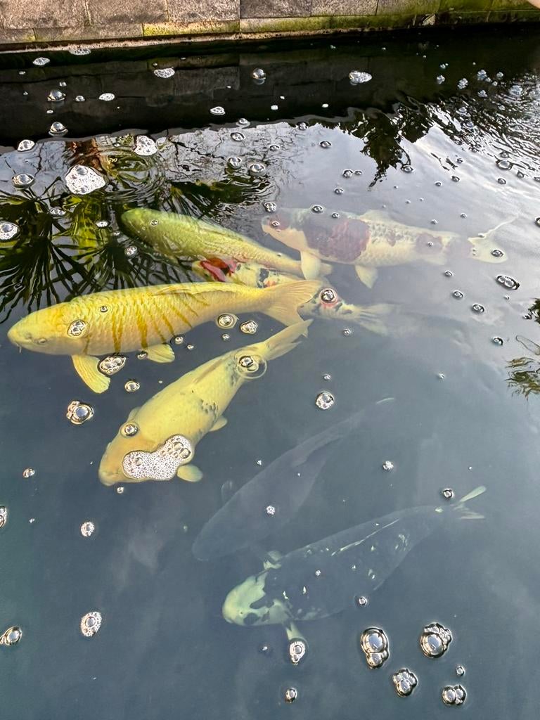 Koikarpers, Karper of Koi
