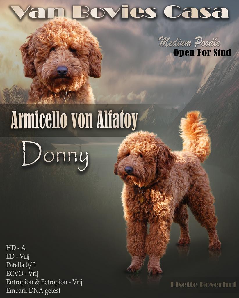Poedel dekreu. (Mag ook op Cockapoo,Doodles,Spaniëls etc), Dieren en Toebehoren, Honden | Dekreuen, Reu, 1 tot 2 jaar, Eén hond