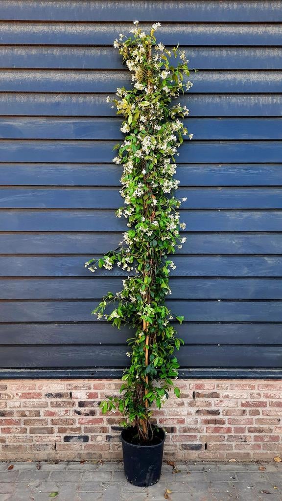 Toscaanse Jasmijn (Trachelospermum jasminoides) 🌿, Ophalen, Overige soorten, 100 tot 250 cm