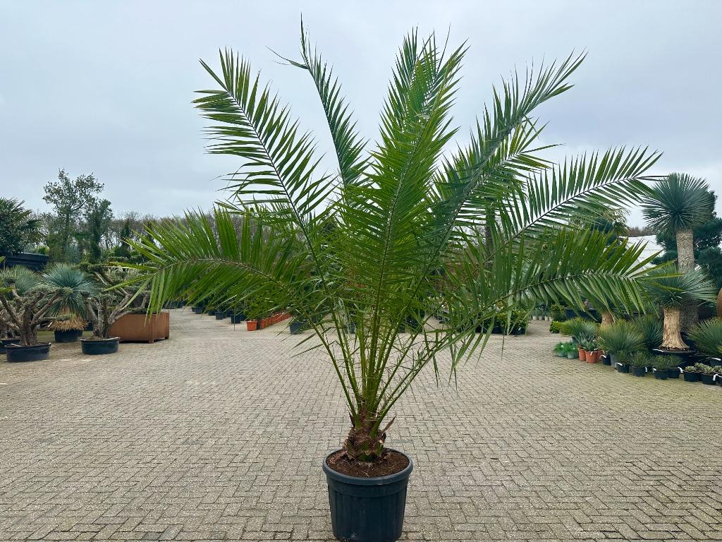 Phoenix canariensis (Canarische dadelpalm) 200/250 cm, Tuin en Terras, Planten | Bomen, Volle zon, Ophalen of Verzenden, 100 tot 250 cm