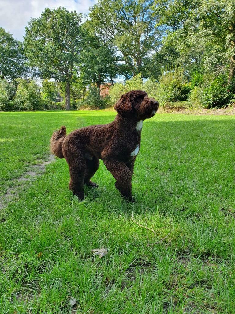 Australian labradoodle dekreu, Reu, 1 tot 2 jaar, Meerdere, Nederland