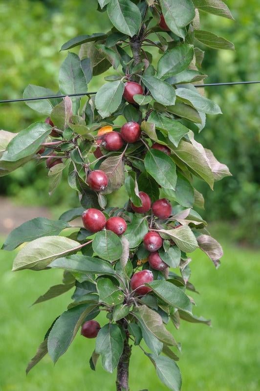 Ballerina appelboompjes (te bestellen via onze website), Tuin en Terras, Planten | Fruitbomen, Minder dan 100 cm, Lente, Verzenden