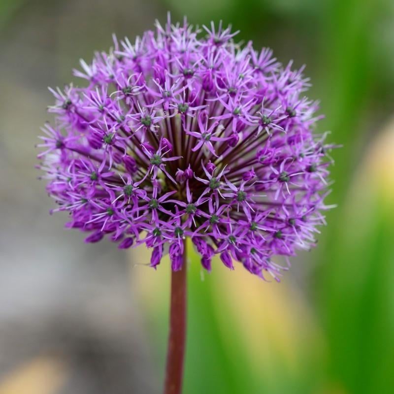 Uit de biologische moestuin: Paarse allium, zaden, Ophalen of Verzenden, Voorjaar, Halfschaduw, Zaad