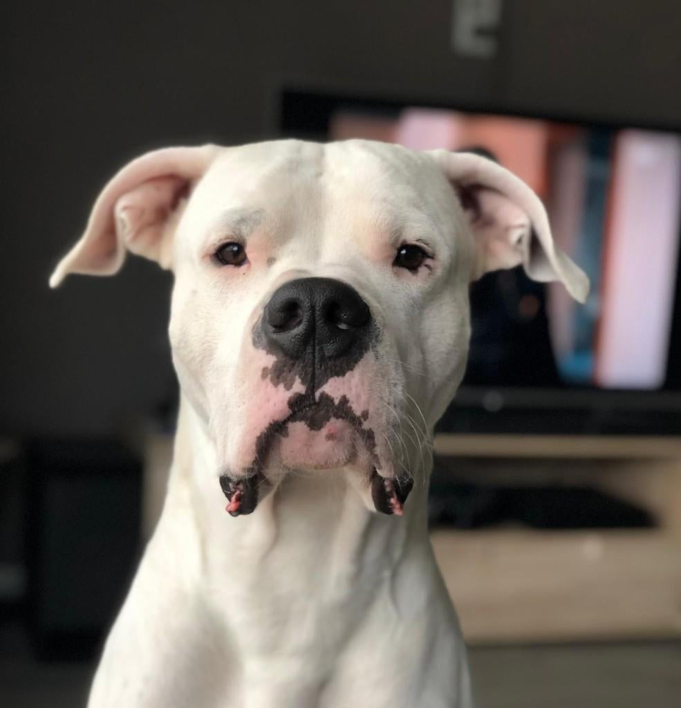 dekreu dogo argentino, Particulier, Reu, Buitenland, Parvo