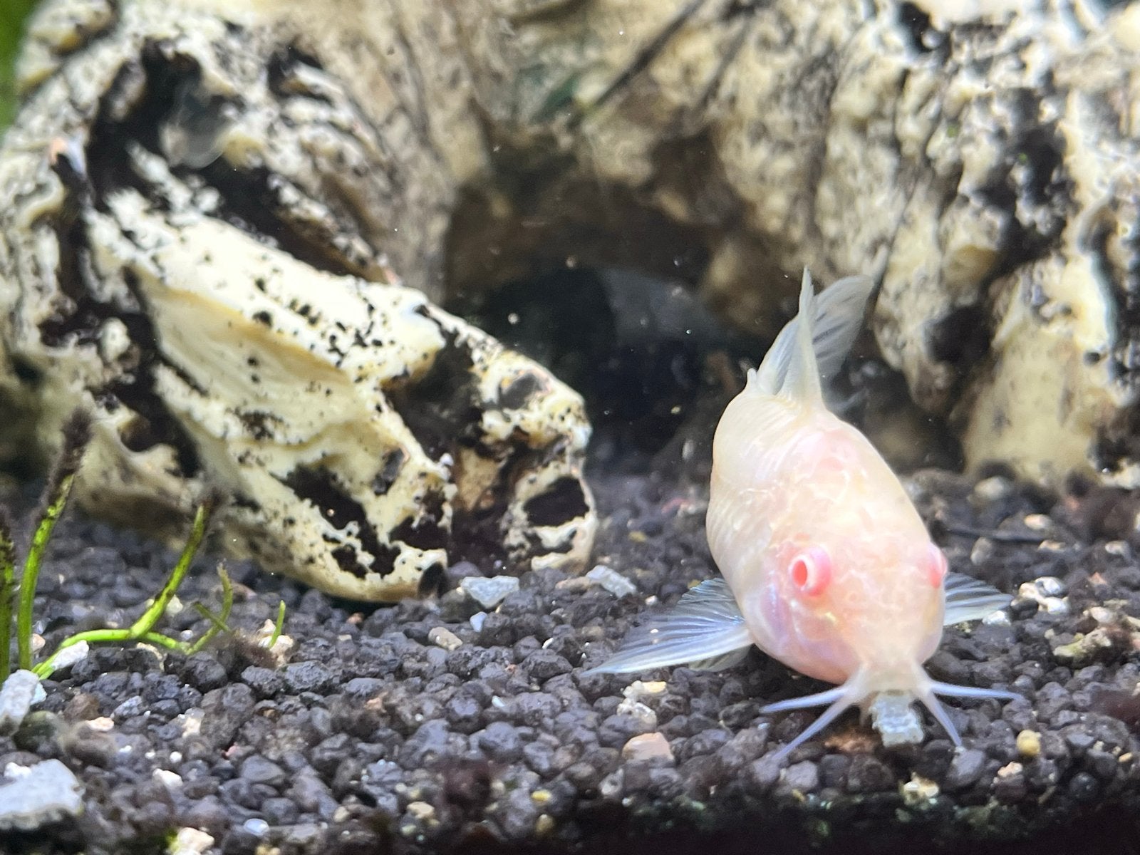 Aquarium, Dieren en Toebehoren, Vissen | Aquariumvissen, Vis