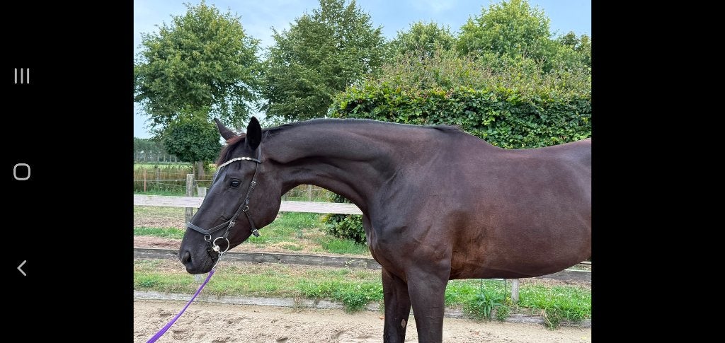 Knappe dressuurmerrie 4 jaar, Dieren en Toebehoren, Paarden, Merrie, Met stamboom, Dressuurpaard, Zadelmak