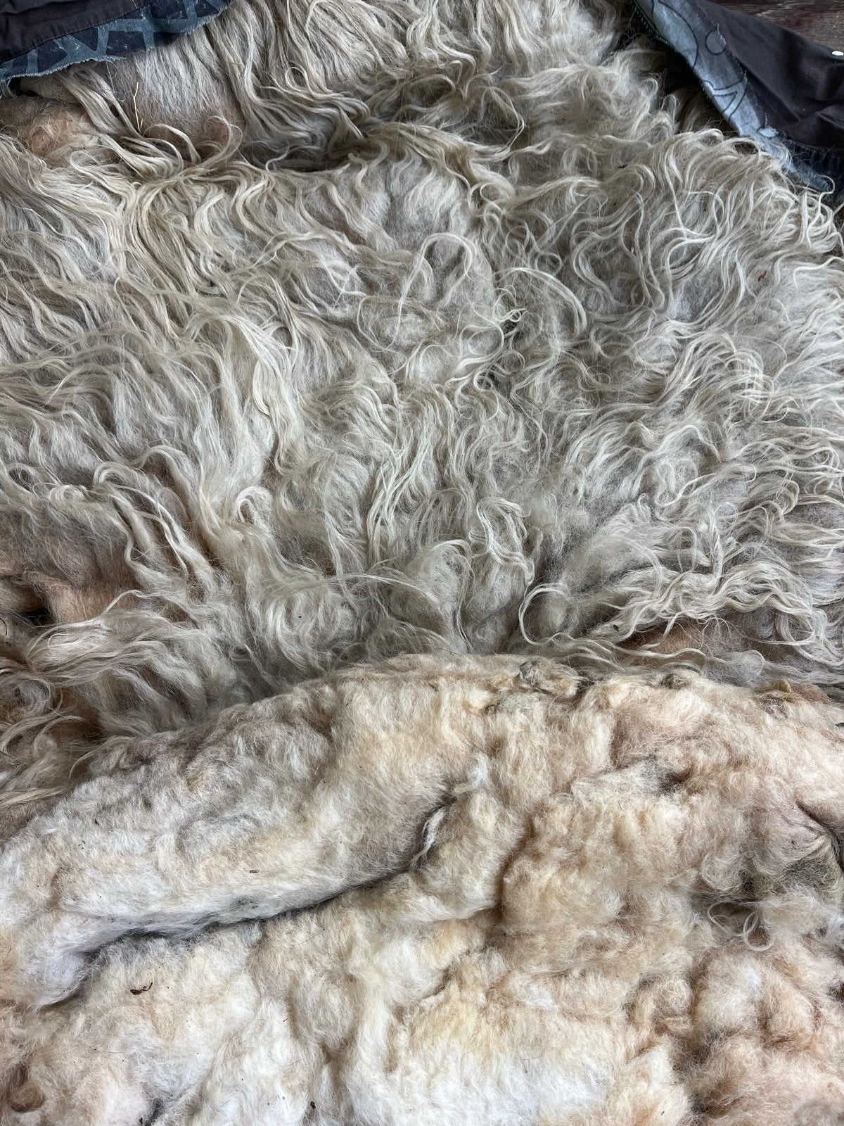 Natuurlijk schapenvacht 1 - Ruw en onbewerkt, Mannelijk, Schaap