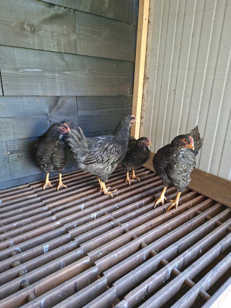 Barnevelder zilver dubbel gezoomd, Dieren en Toebehoren, Pluimvee, Mannelijk, Kip