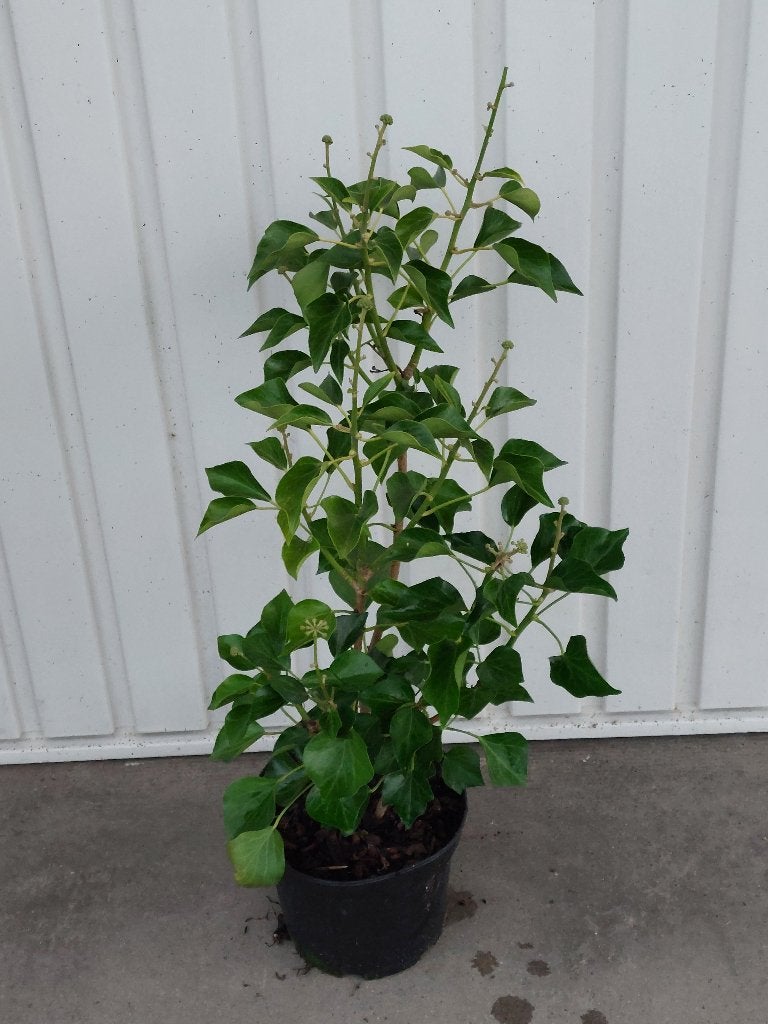 Hedera arborescens, Ophalen, Overige soorten, Struik, Minder dan 100 cm