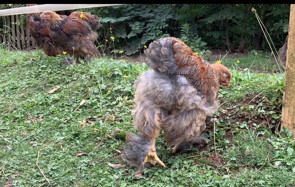 Cochin blauw goudpatrijs hanen, Dieren en Toebehoren, Mannelijk, Kip