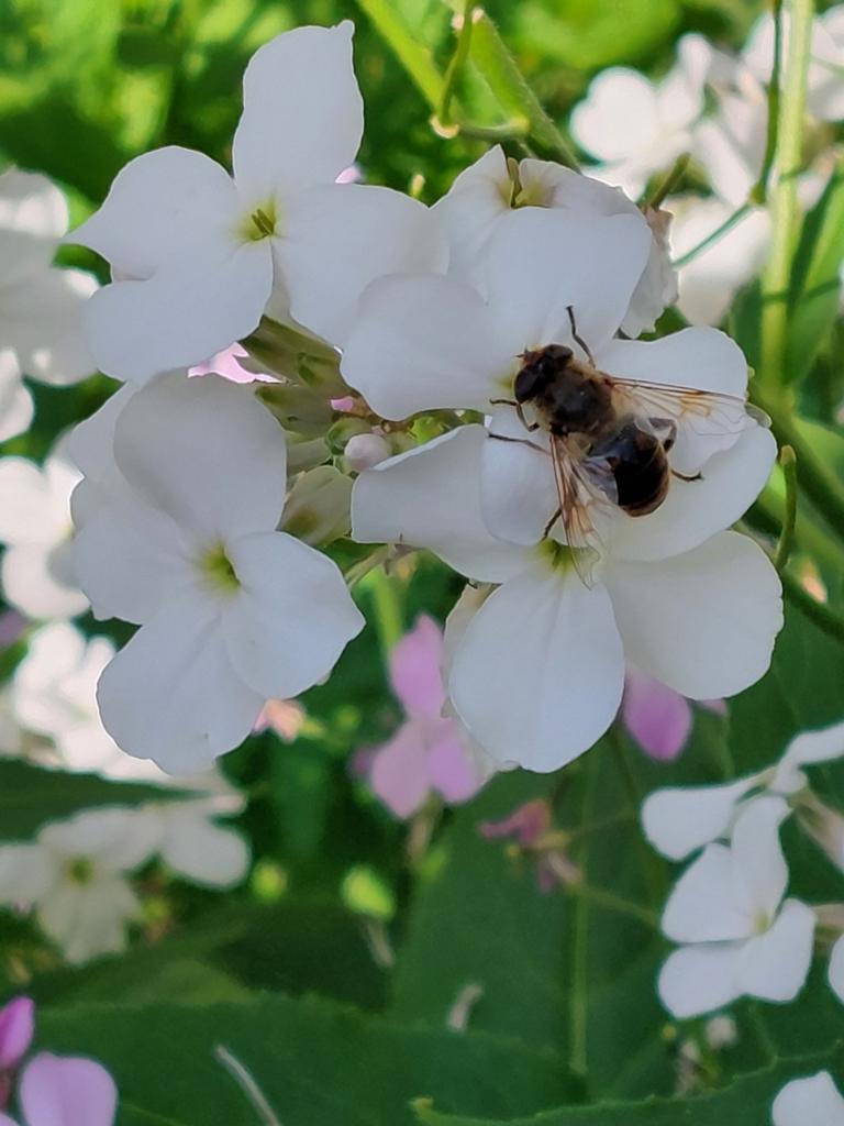 zaden Hesperis matronalis Damastbloem, Verzenden, Voorjaar, Halfschaduw, Zaad