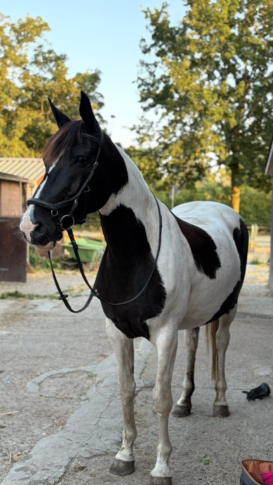 Barockpinto merrie te koop, Merrie, Recreatiepaard