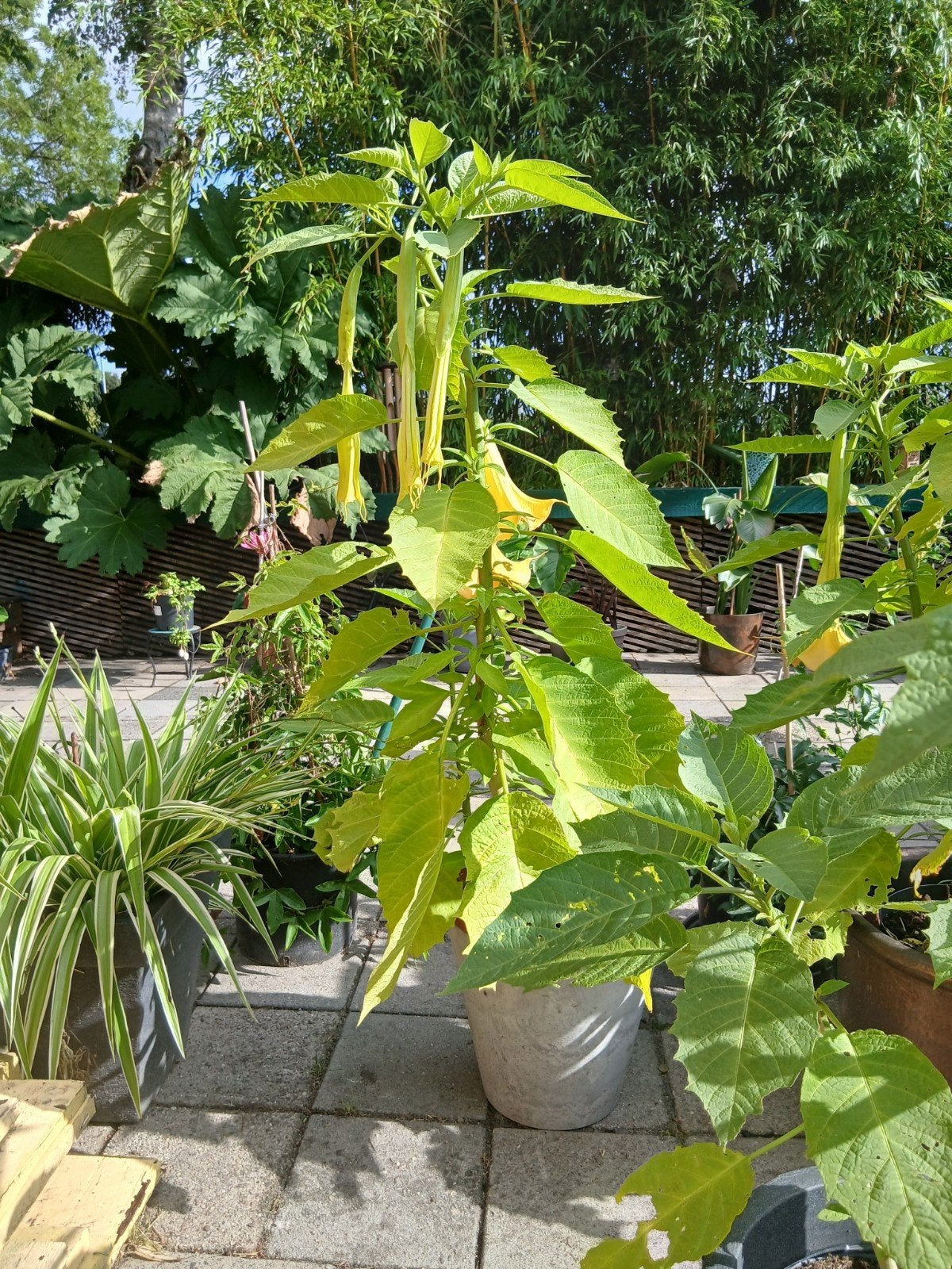 Engelentrompet (Brugmansia) - Gele bloemen, Volle zon, Vaste plant, Zomer, Ophalen