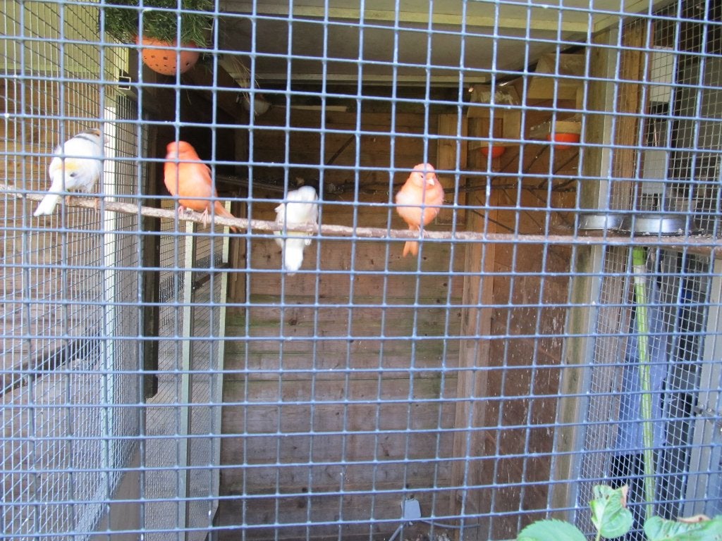 rode en harlekijn kanaries, Meerdere dieren, Kleurkanarie