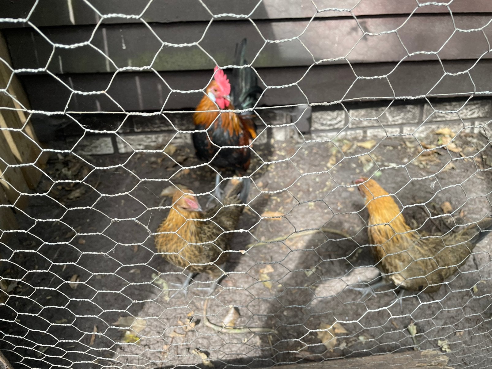 Sierkippen, Meerdere dieren, Kip