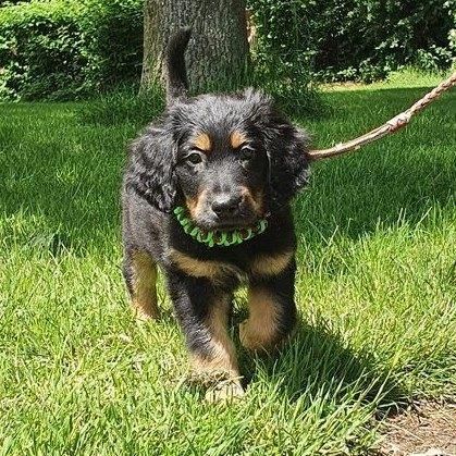 Puppyriem op maat gemaakt. Snelle uitlater., Ophalen of Verzenden, Nieuw, Hondenriem