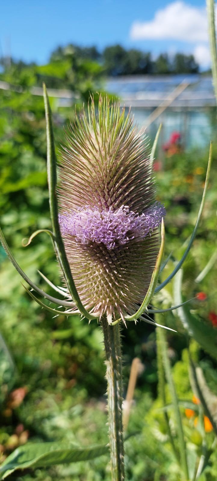 Dipsacus fullonum- Grote Kaardebol zaden, Ophalen of Verzenden, Najaar, Volle zon, Zaad