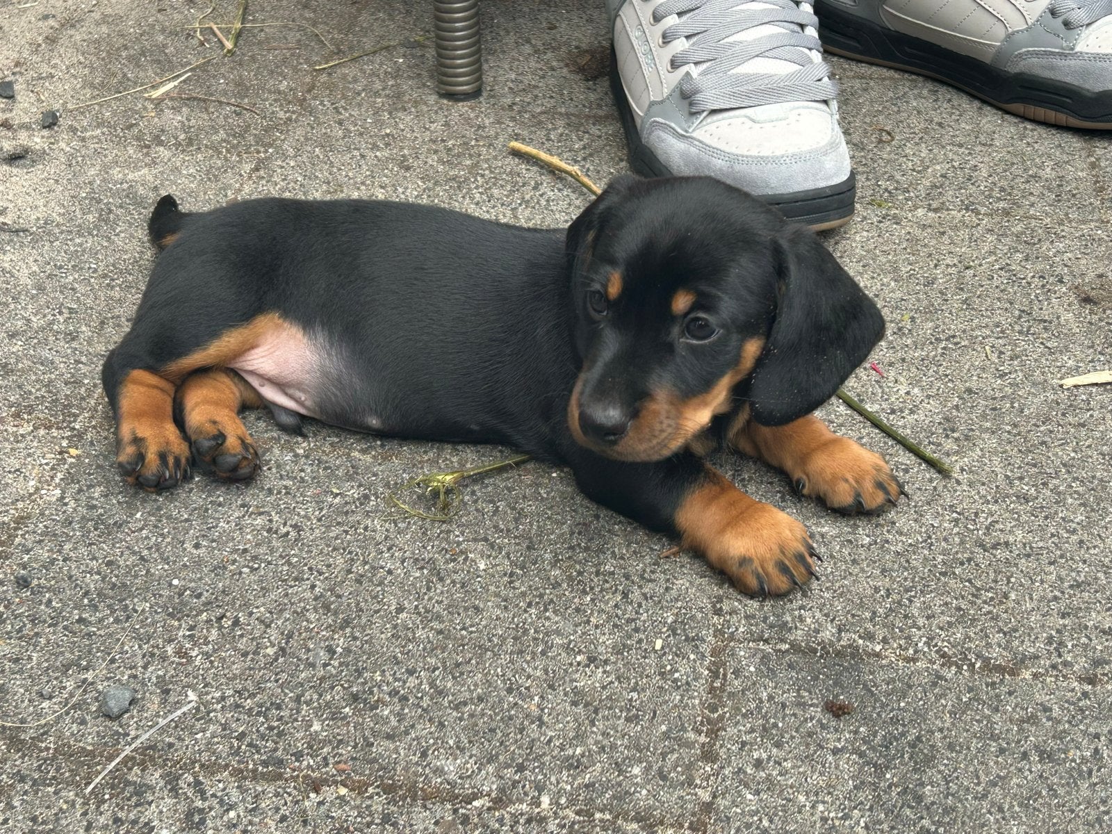 Twee Standaard Teckels, zwart/tan, Dieren en Toebehoren, Honden | Niet-rashonden, Reu, 8 tot 15 weken, Meerdere, Middel