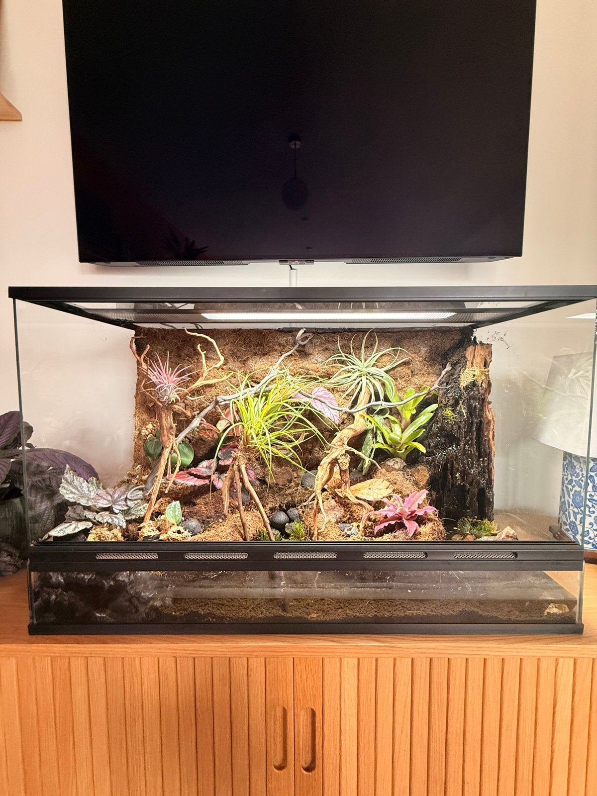 Terrarium scaped, Ophalen, Zo goed als nieuw