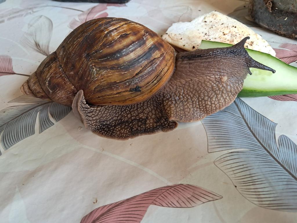 achatina marginata ovum gezocht, 0 tot 2 jaar