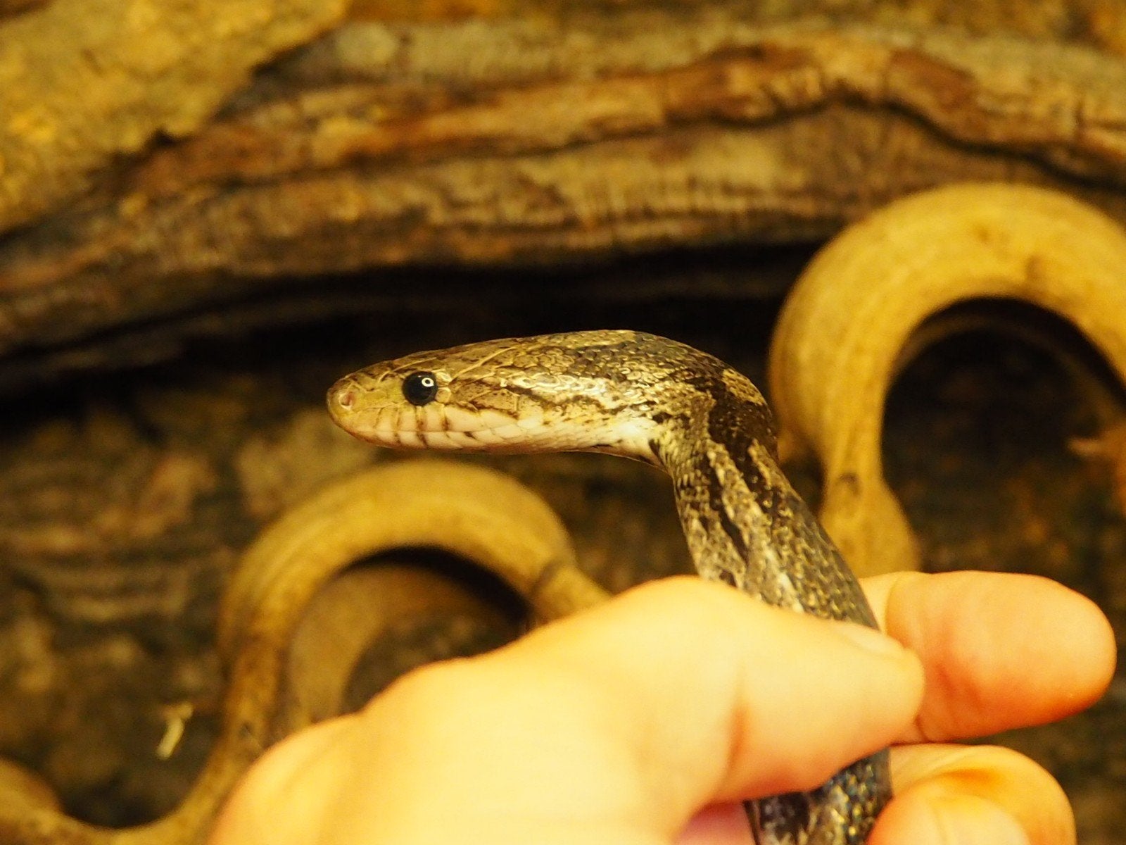 0.1 Pantherophis Guttatus Charcoal PB Corn Snake photo 10