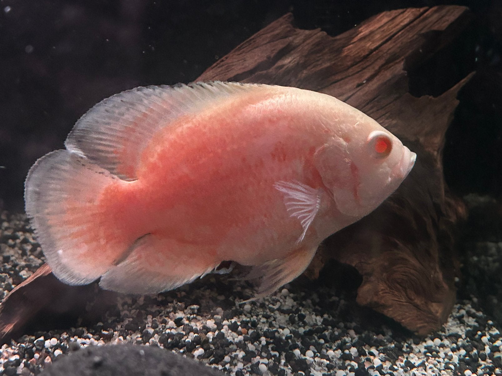 Red Chilli Oscar (Astronotus ocellatus), Dieren en Toebehoren, Vissen | Aquariumvissen, Vis