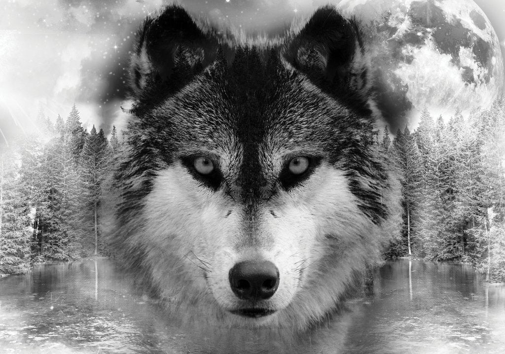 Wolf fotobehang zwart-wit, Wolf behang, *Muurdeco4kids, Verzenden, Zwart