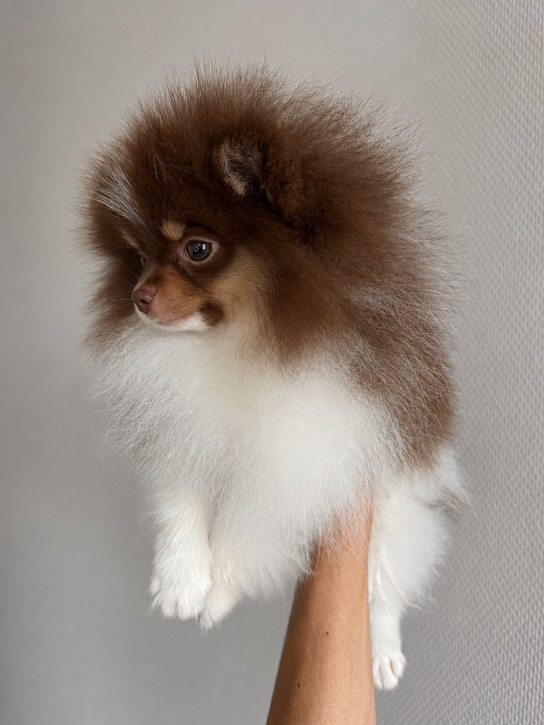 Exclusief Mini Pomeranian Puppy Teefje – Chocolate Tri Color, Dieren en Toebehoren, Honden | Poolhonden, Keeshonden en Oertypen