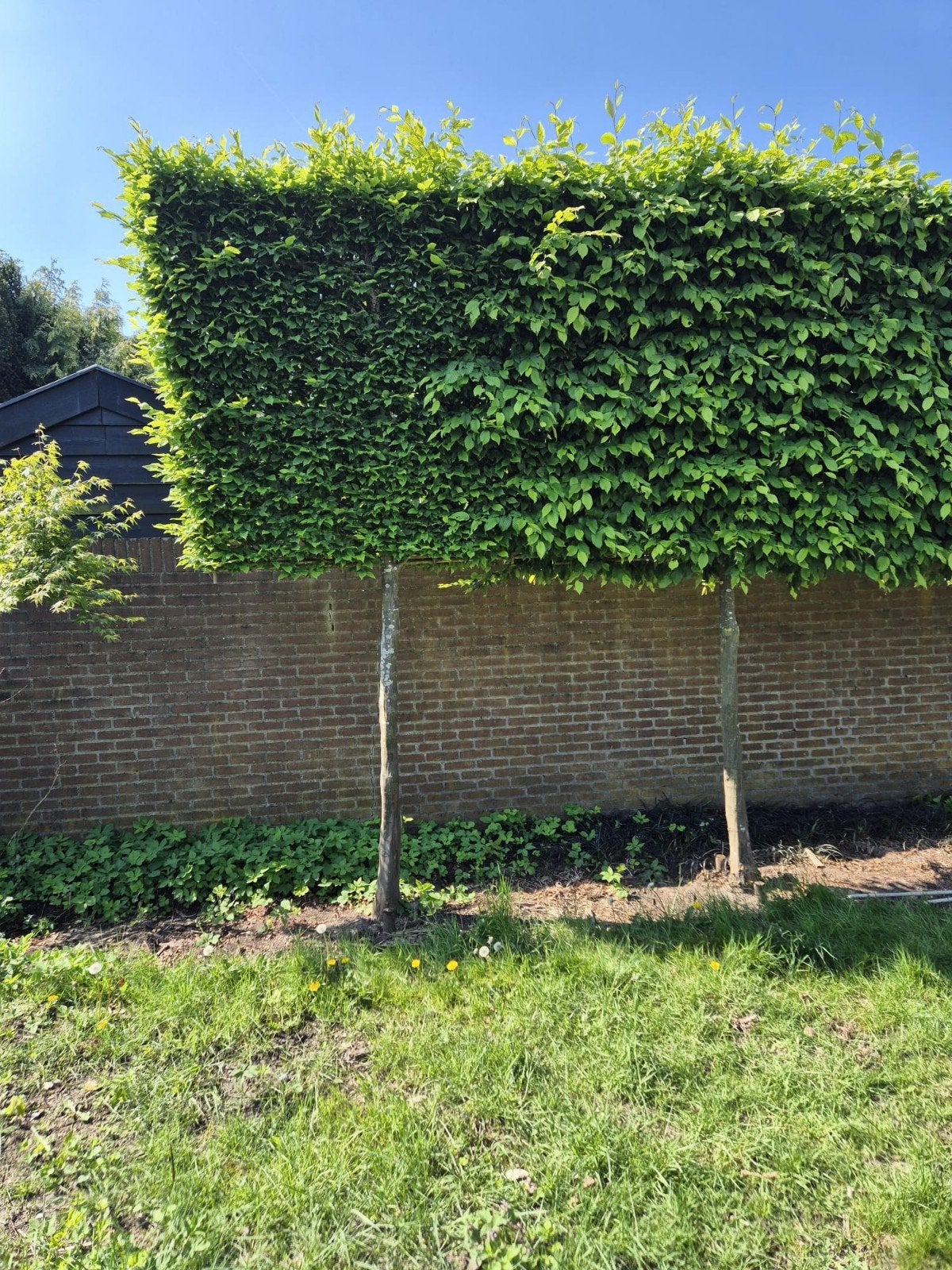6 Leibomen te koop, Bloeit niet, Leiboom, 250 tot 400 cm, Ophalen