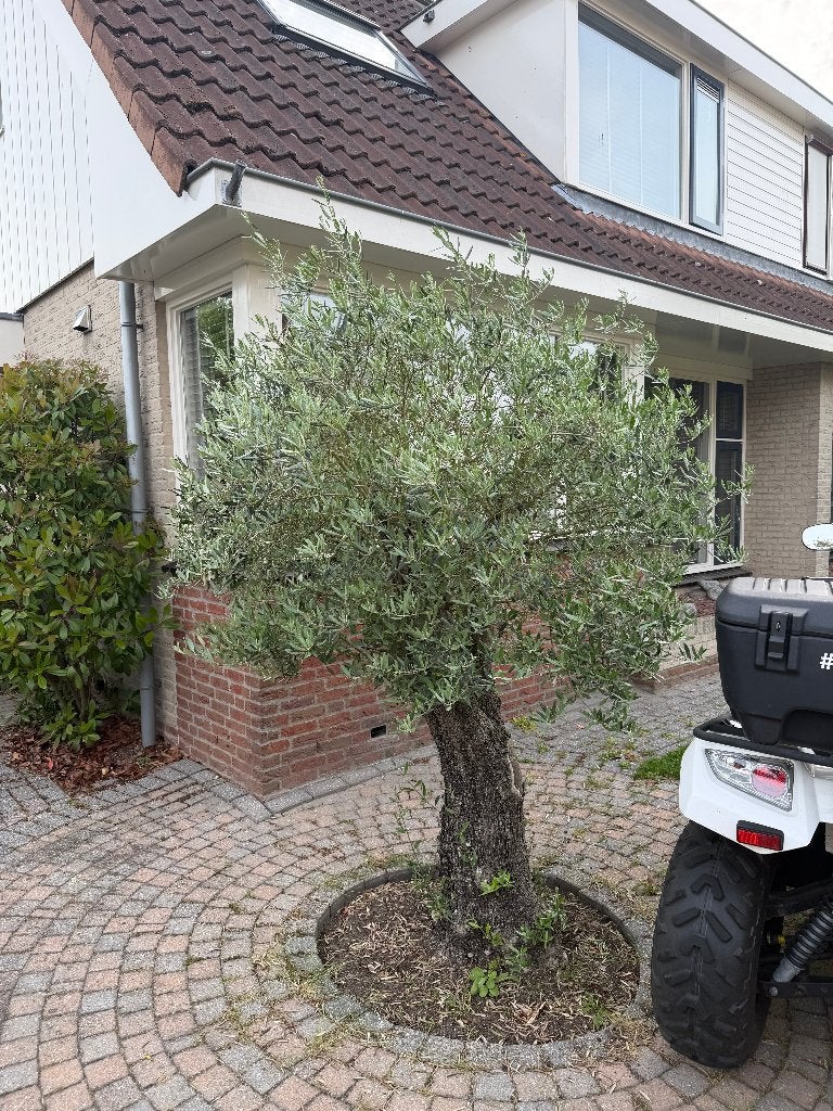 olijfboom, Bloeit niet, 100 tot 250 cm, Olijfboom, Ophalen