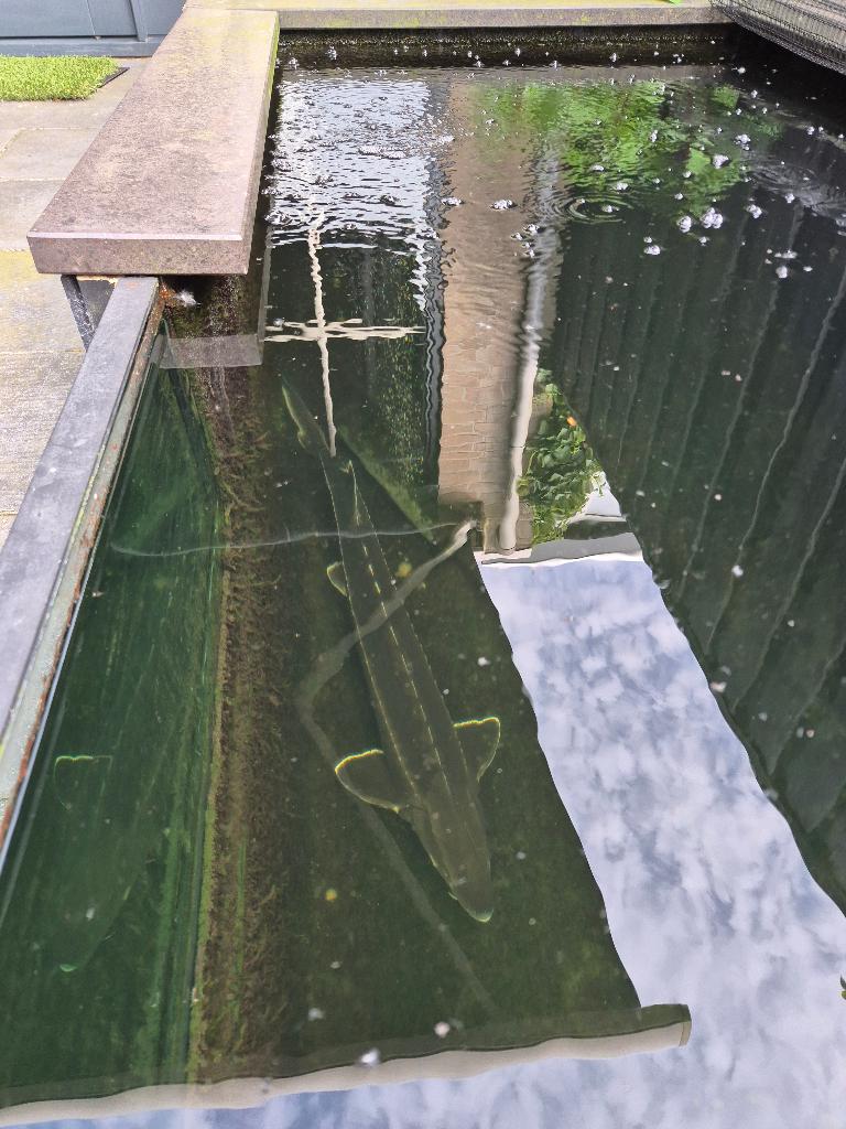 Steur, Dieren en Toebehoren, Steur