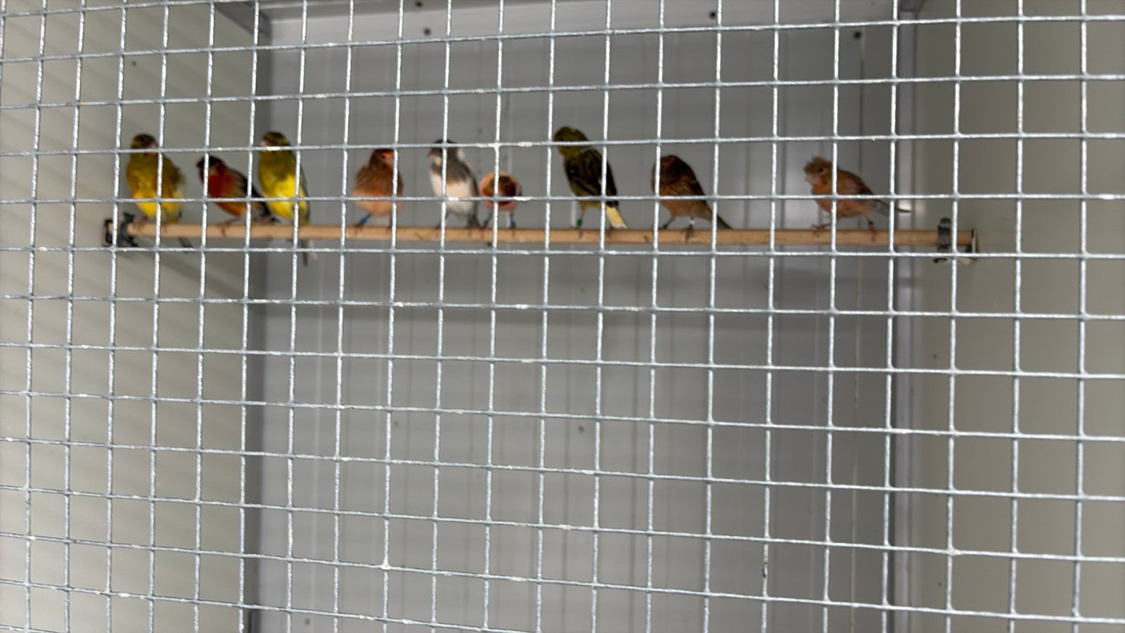 Mooie en gezonde kanaries, Meerdere dieren, Kleurkanarie