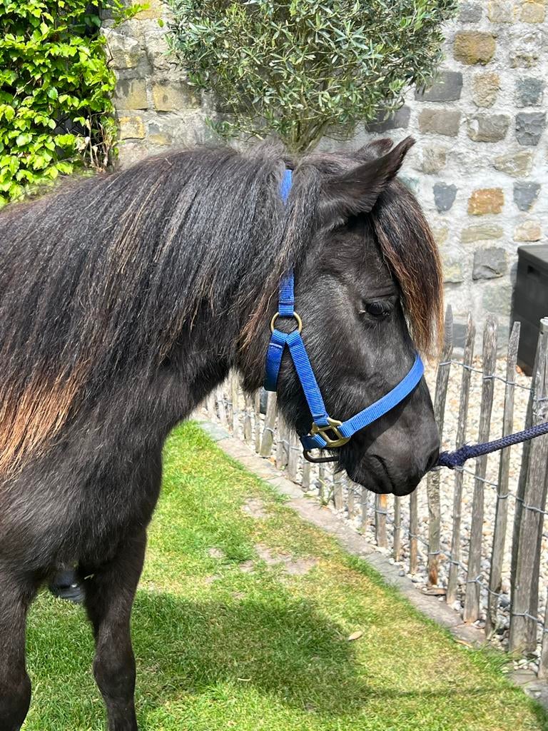 Zwarte Shetlander merrie, 5 jaar, stamboek, Dieren en Toebehoren, Merrie, A pony (tot 1.17m), 0 tot 2 jaar