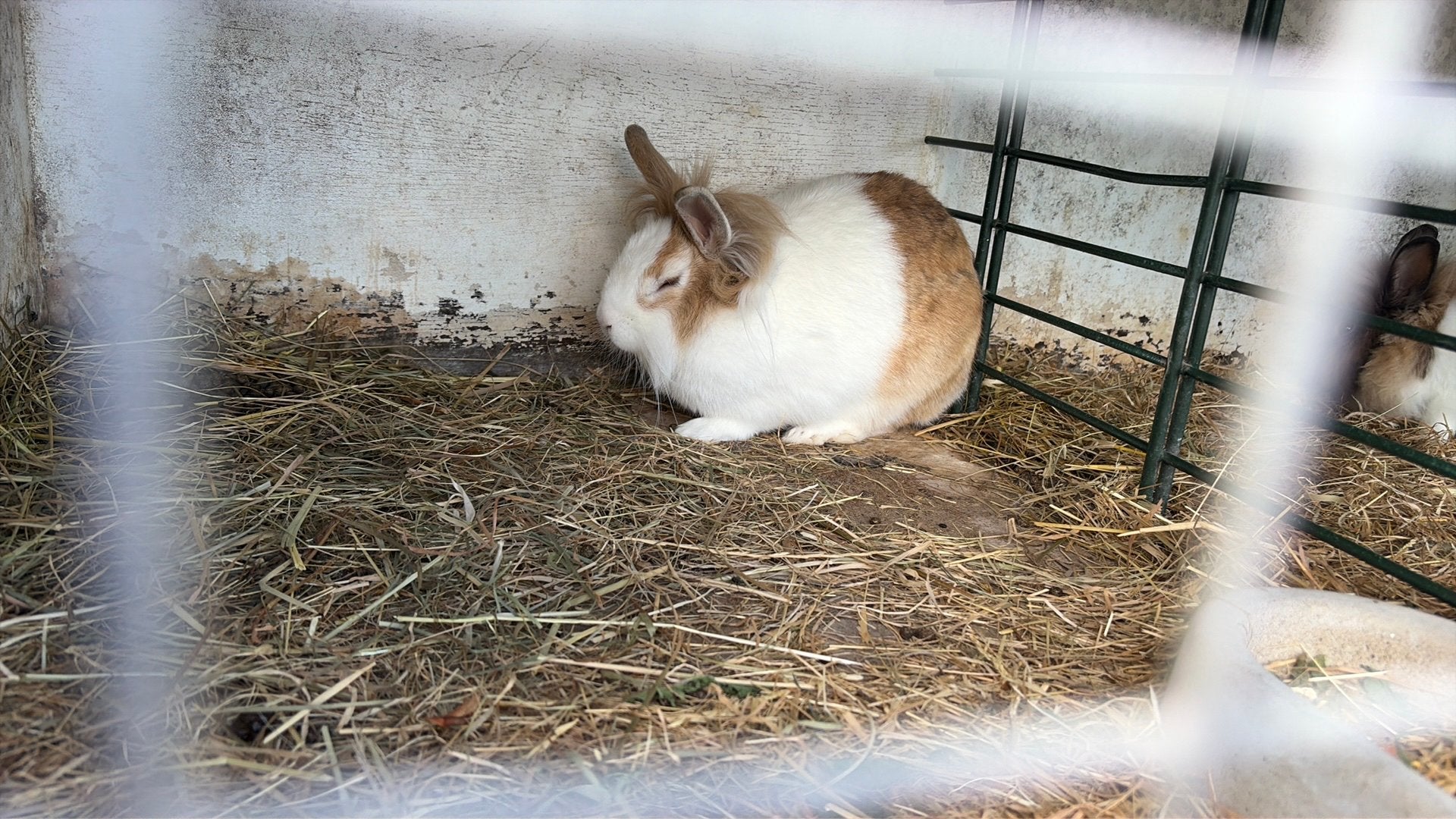 dwergkonijntje laatste vrouwtje, Dieren en Toebehoren, Meerdere dieren, Dwerg