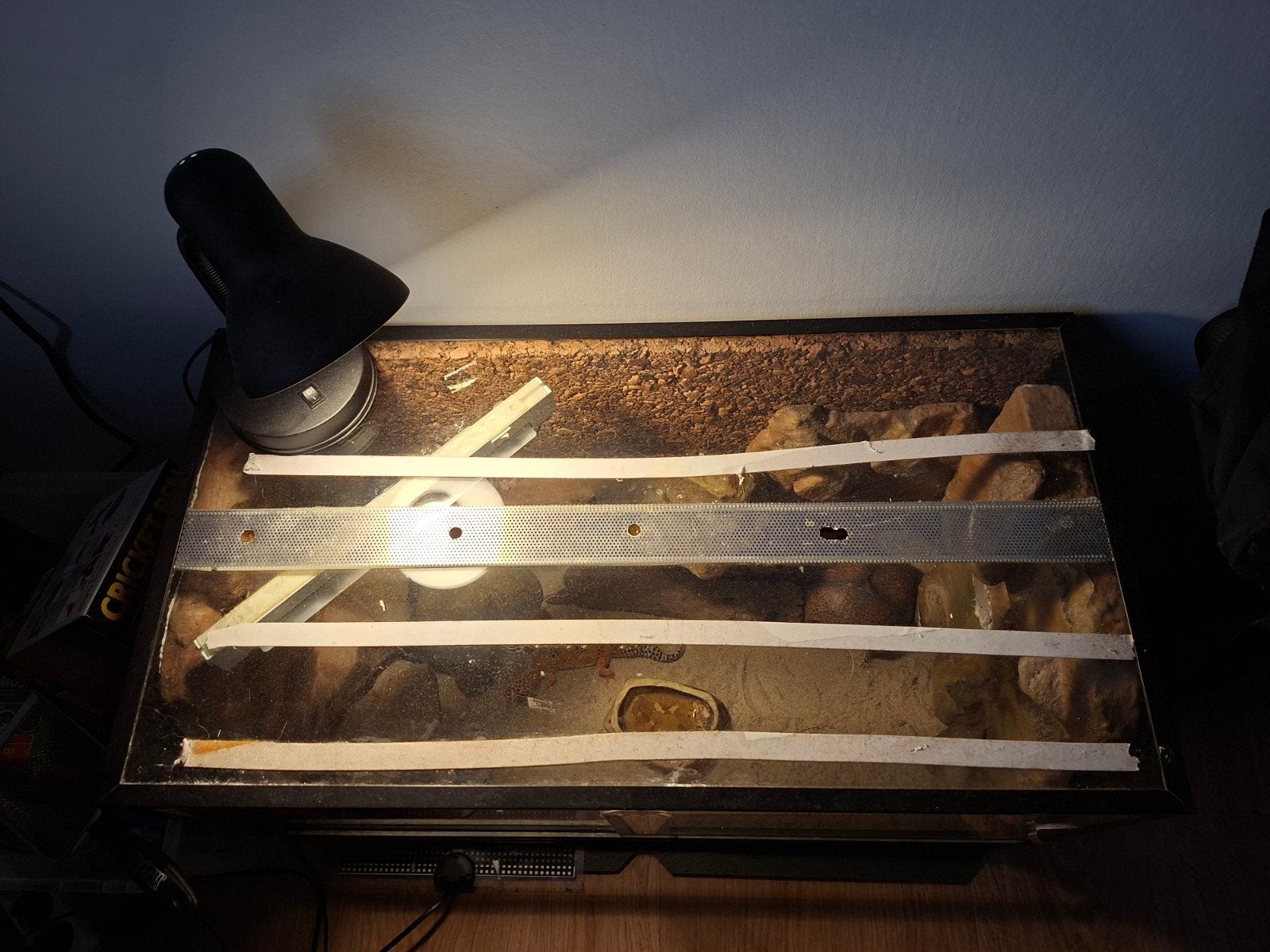 Luipaardgekko met Terrarium Leopard Gecko photo 4