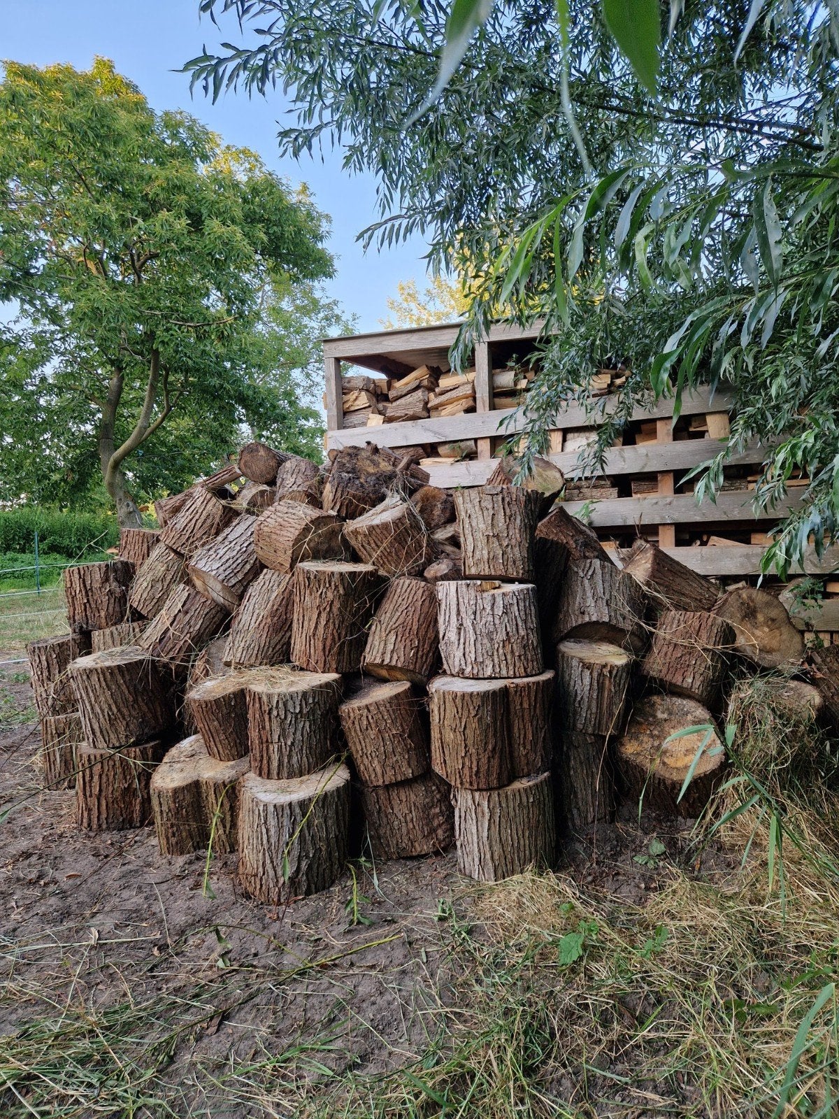 Kachelhout wilgenhout, Tuin en Terras, Haardhout, 6 m³ of meer, Ophalen of Verzenden, Overige houtsoorten, Blokken