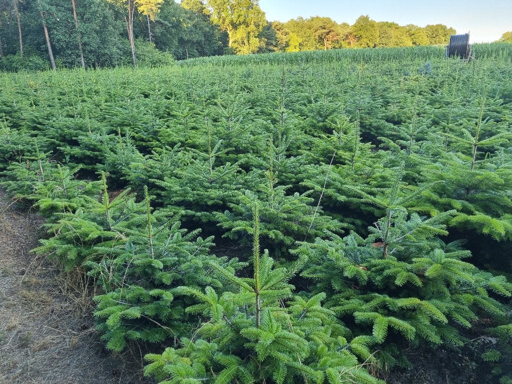 kerstbomen Picea Omorika 175/200 cm, Ophalen, Nieuw