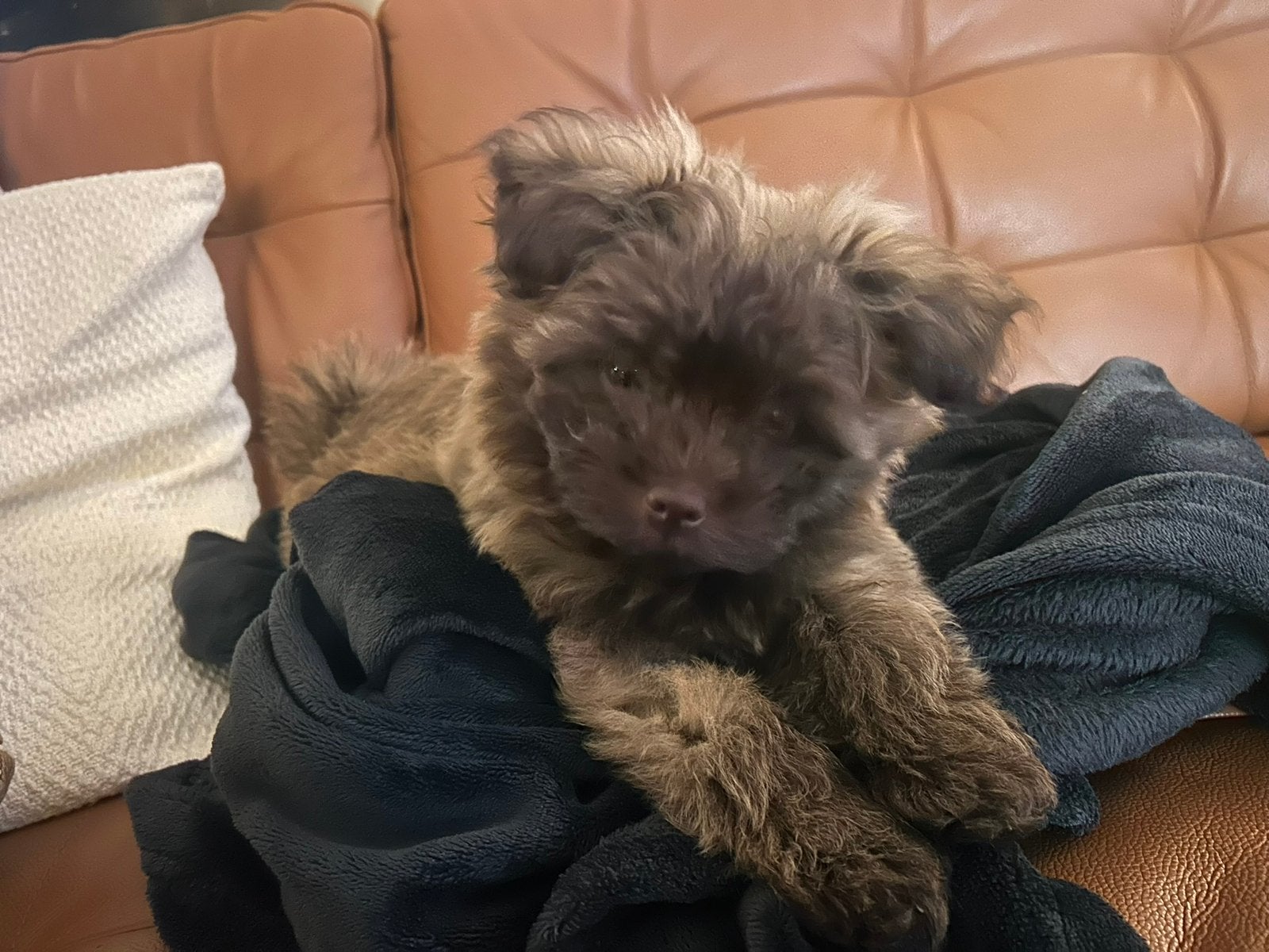 Lasha Apso/Pomeriaan pup, 15 weken tot 1 jaar, Overige rassen, Teef, Eén hond