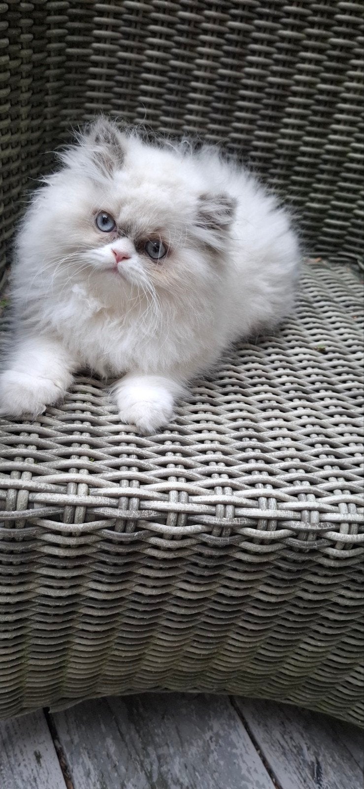 Pers knuffel beertje, Kater, Ontwormd, 0 tot 2 jaar