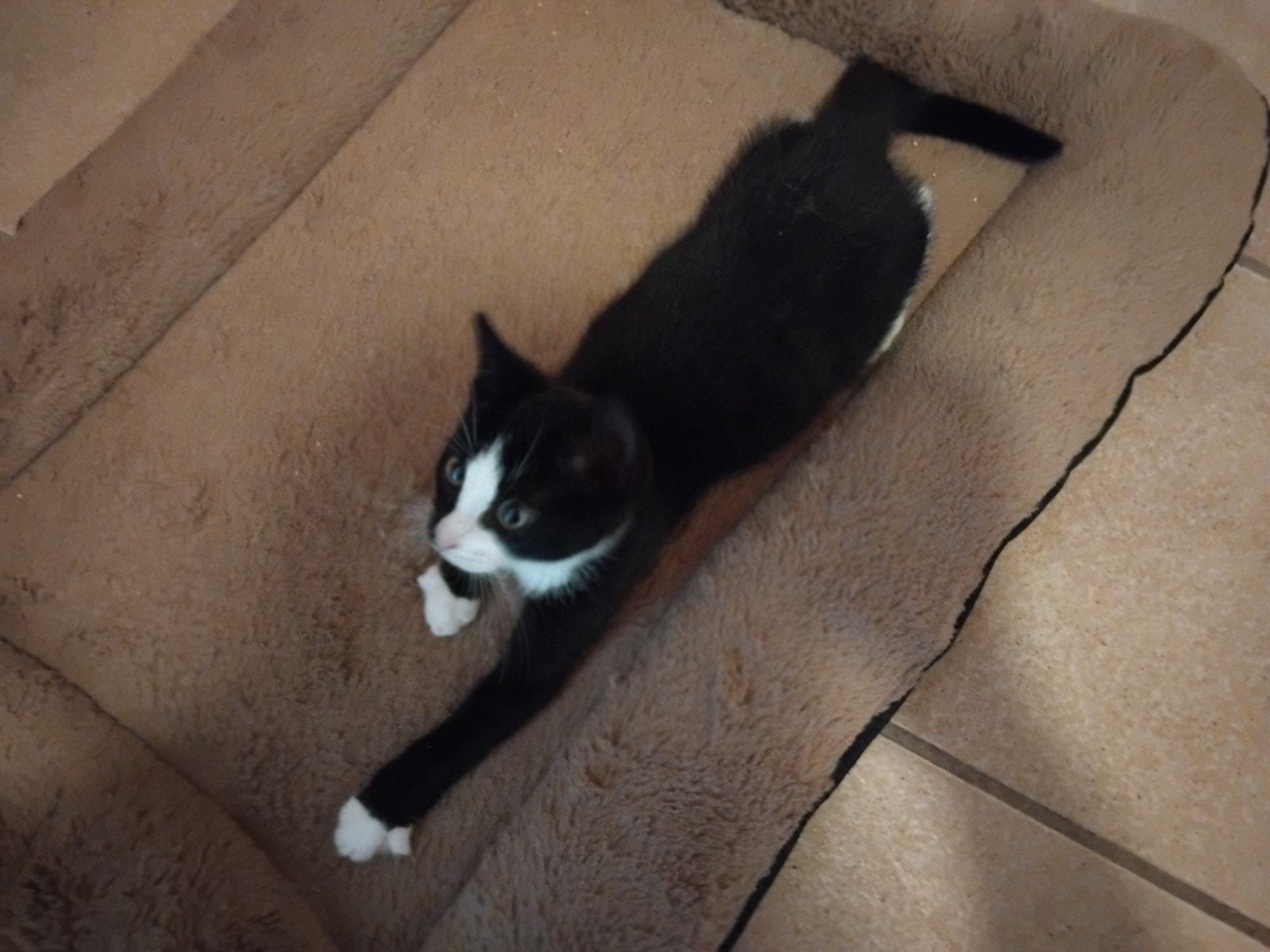 twee lieve broertjes zoeken fijn thuis, Dieren en Toebehoren, Kater