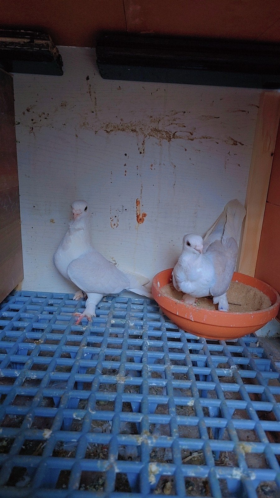 Duiven te koop, Meerdere dieren, Overige soorten