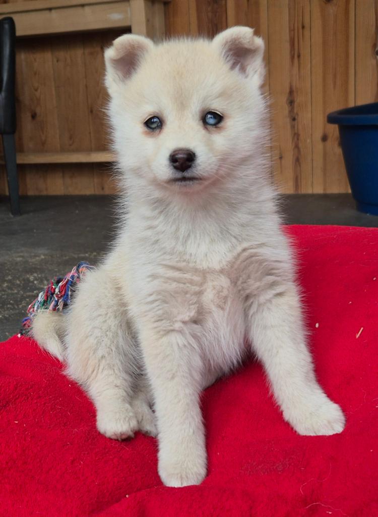Pomsky x shiba inu pups (8 weken), Dieren en Toebehoren, Honden | Poolhonden, Keeshonden en Oertypen, Nederland, Parvo, 8 tot 15 weken
