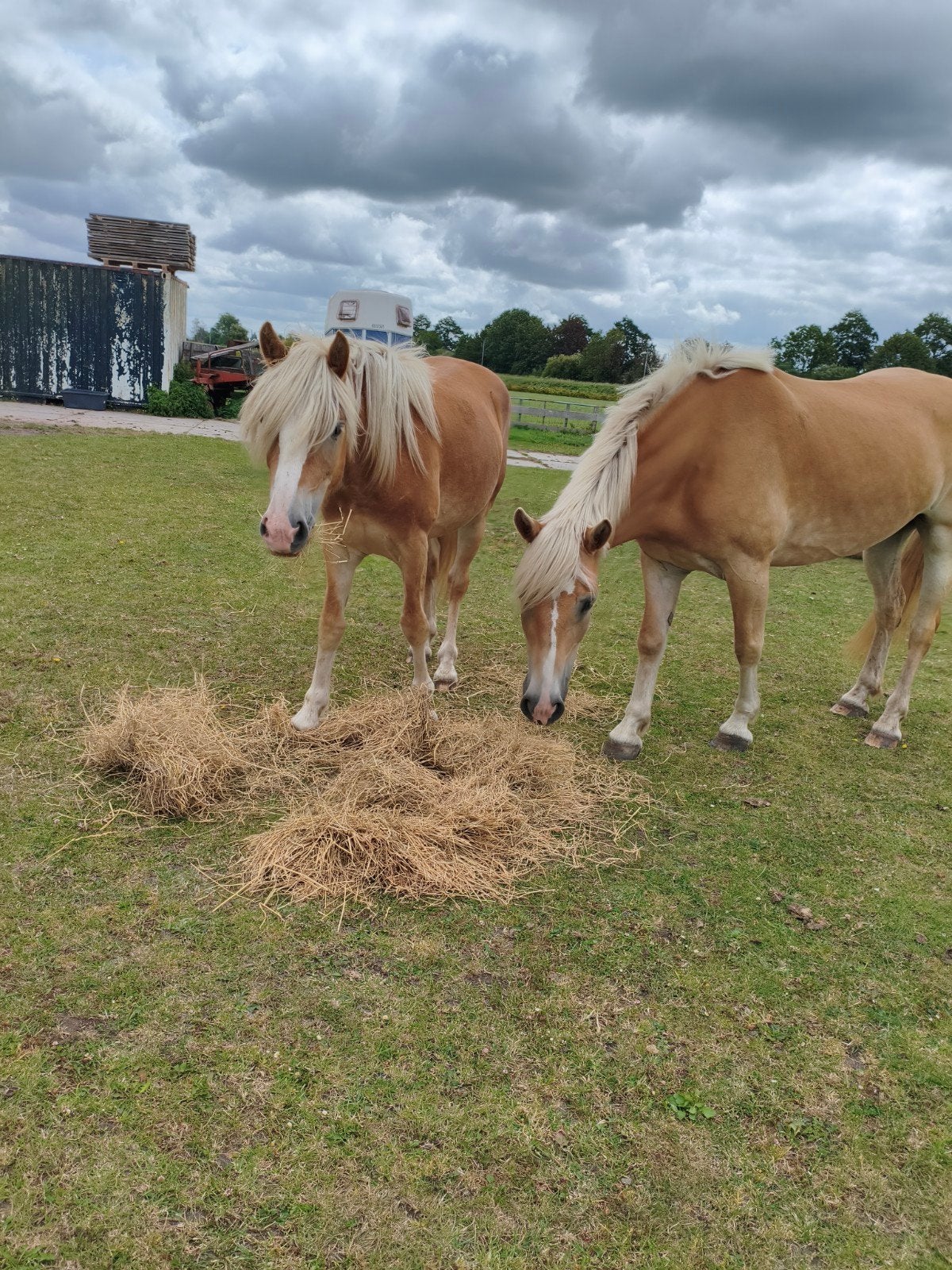 super lieve Haflinger, Dieren en Toebehoren, Pony's, Hengst, D pony (1.37m tot 1.48m), Met stamboom, 0 tot 2 jaar