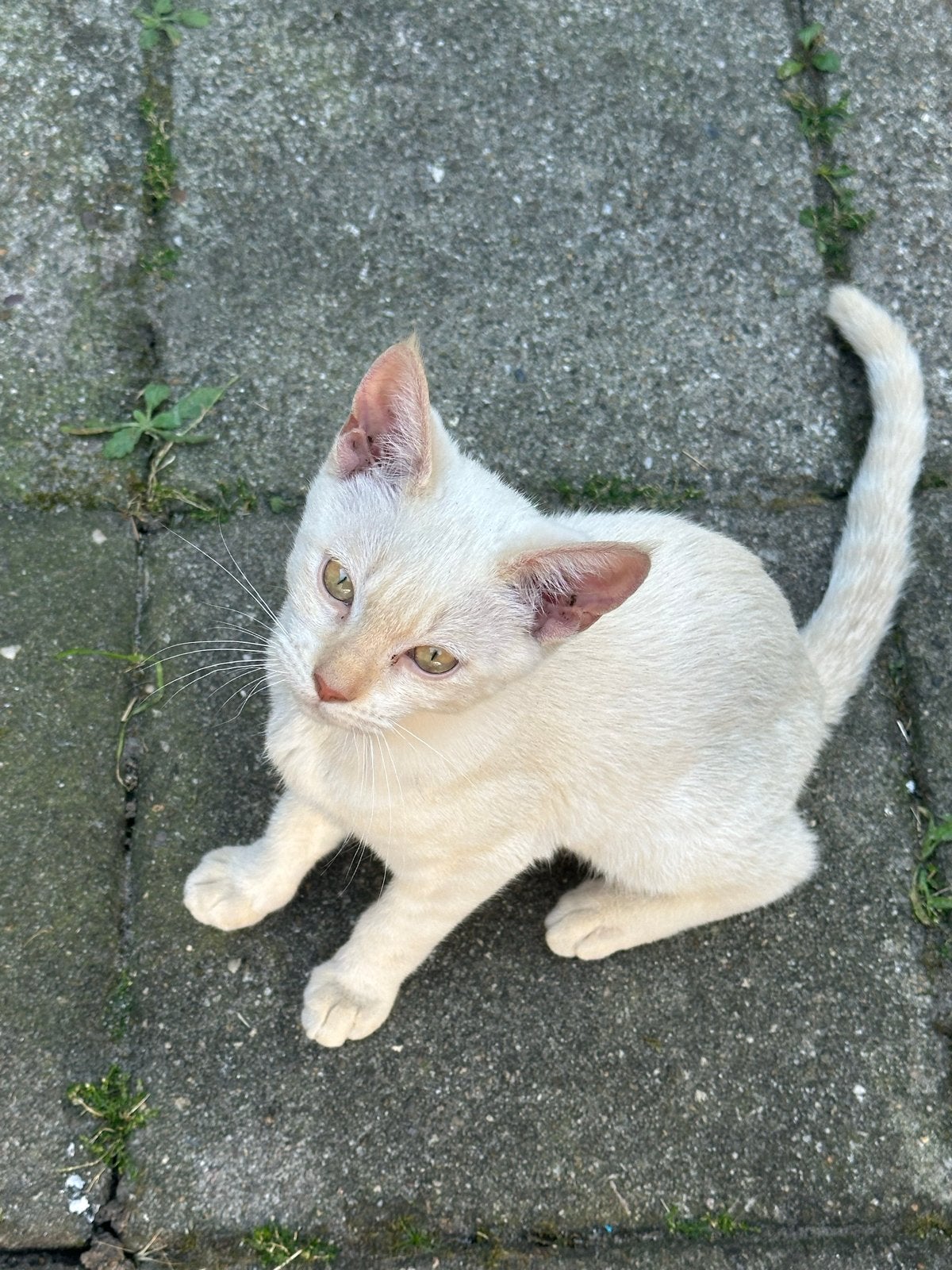 Prachtige wit beige kitten, Dieren en Toebehoren, Katten en Kittens | Overige Katten, Poes