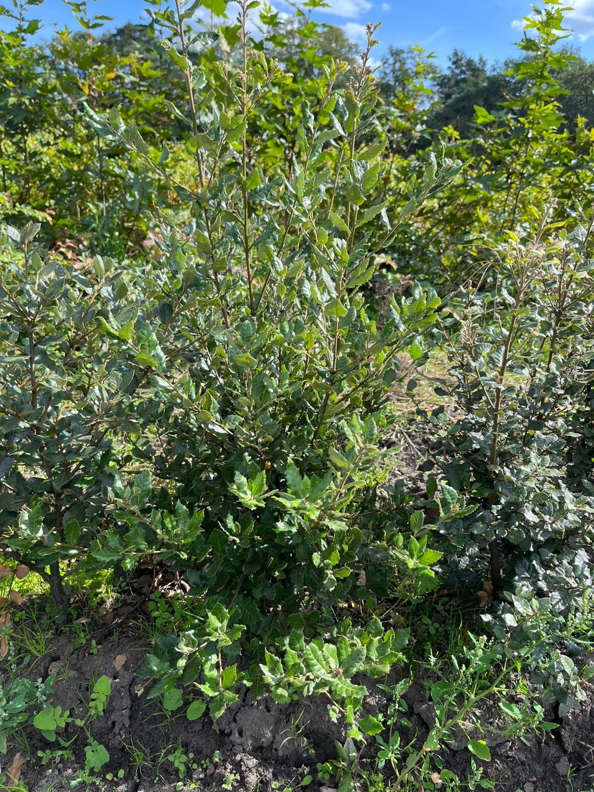 QUERCUS ILEX – MOOIEGROENE HAAGPLANTEN | SCHERPE PRIJZEN, Ophalen, Minder dan 100 cm